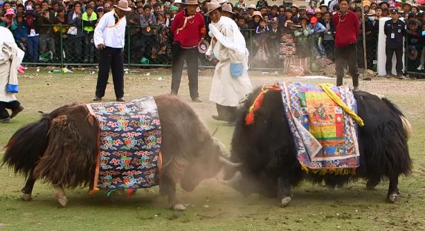 Tsesha Bullfighting Festival - Headlines, features, photo and videos from ecns.cn|china|news|chinanews|ecns|cns