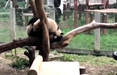 Pandas play-fight at Chongqing zoo   