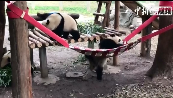 Pandas fumble into hammock at Chongqing Zoo