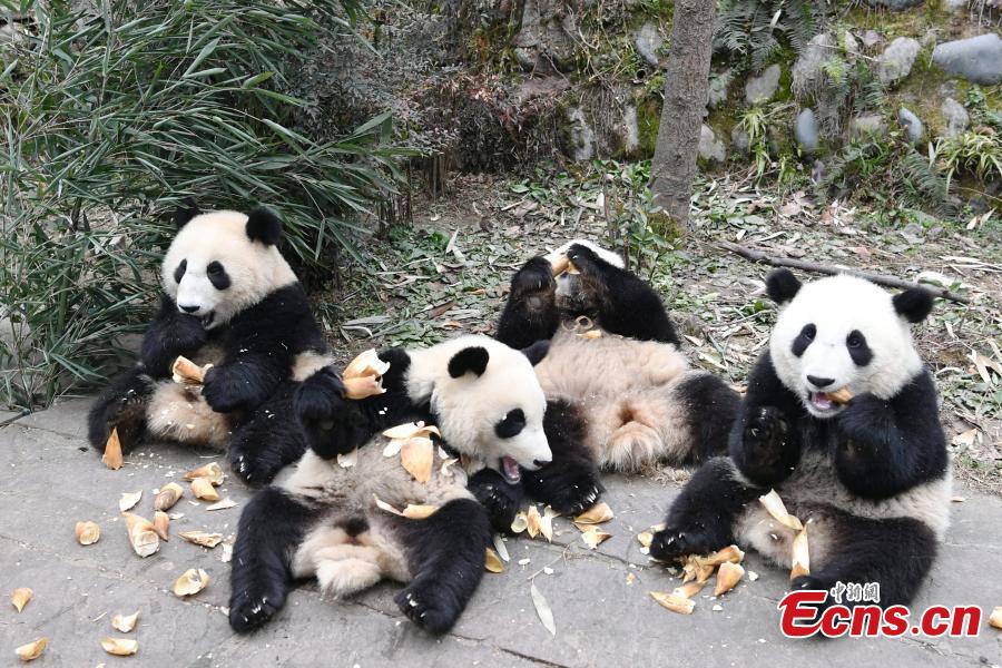 Baby pandas enjoy kindergarten life in China's Sichuan