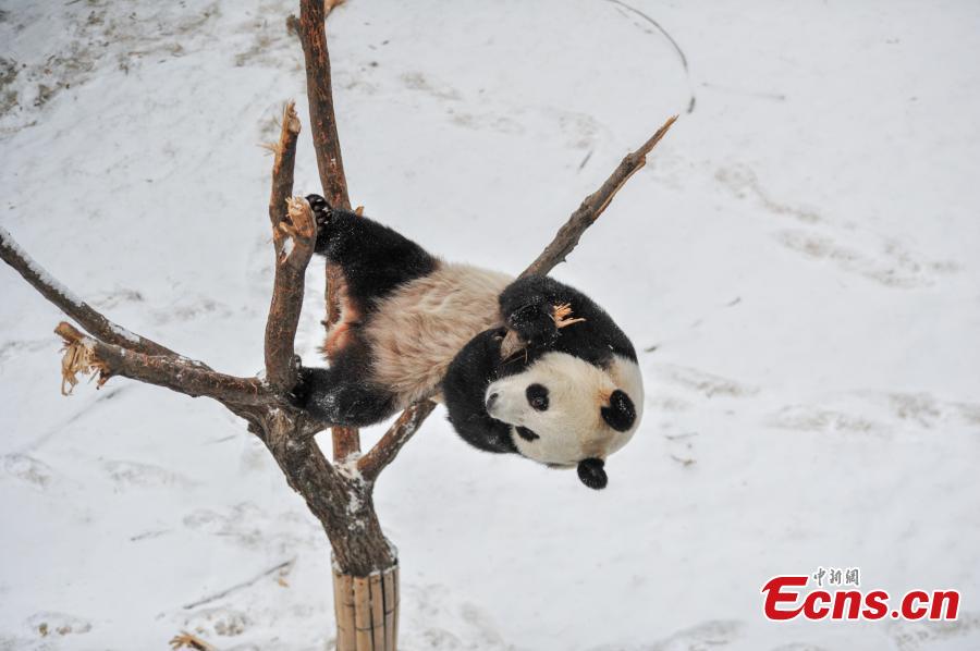 Panda enjoys playing in the snow