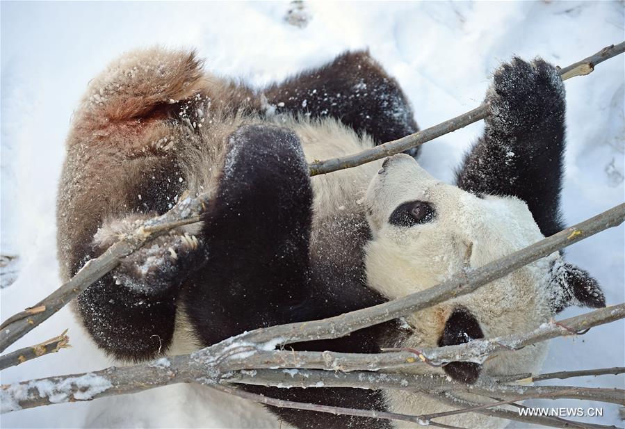 Giant pandas play in snow at Shenyang Forest Zoological Garden