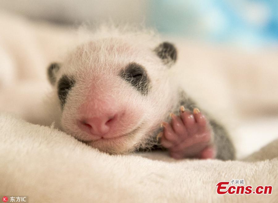 Pictures chart first five months of first panda ever born in France