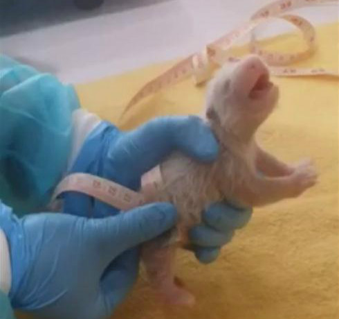 Female giant panda born at Zoo Negara near Kuala Lumpur