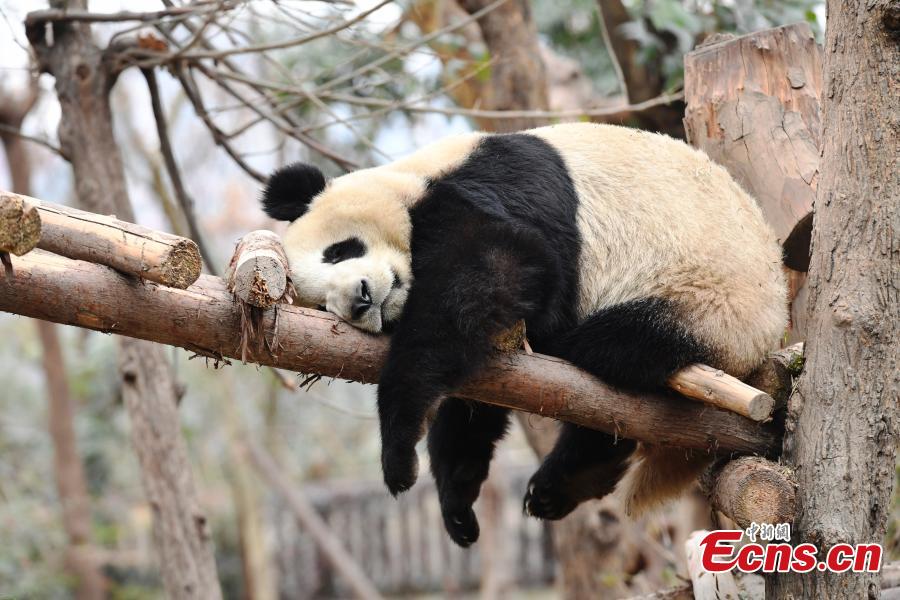 Cute pandas at Chengdu breeding base