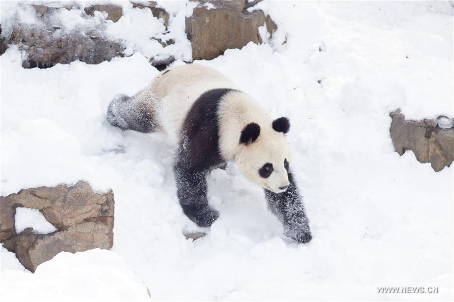 Giant pandas enjoy snow in China's Jiangsu