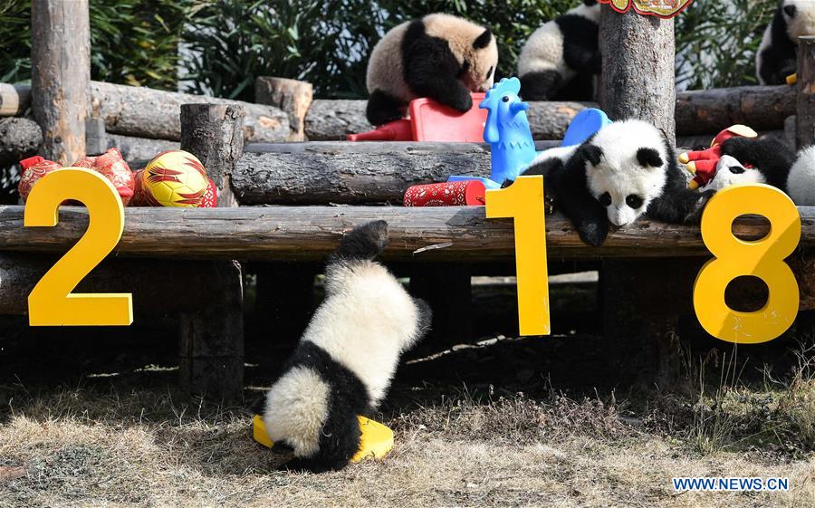Giant pandas greet Chinese New Year in SW China's Sichuan 