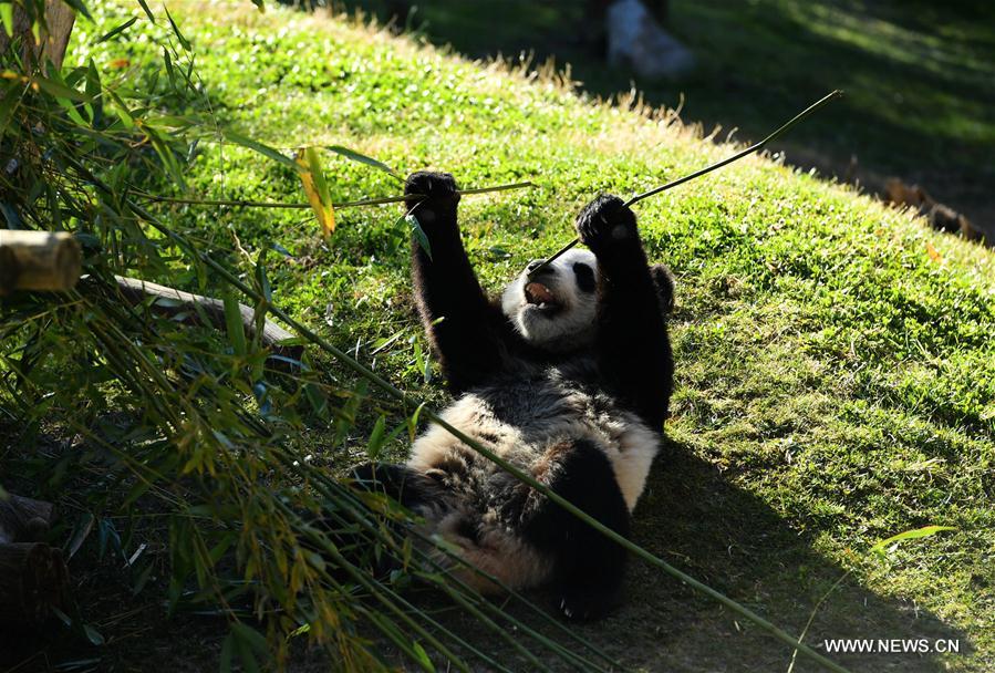 Year of 2018: 40th anniv. of 1st arrival of Chinese giant pandas to Spain