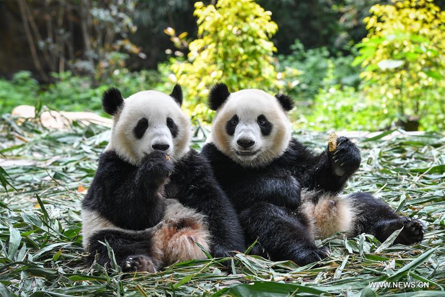 Male giant panda twin cubs expected to live without milk