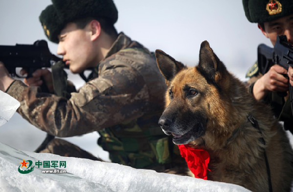File photo: a military dog gets training with two soldiers together. 