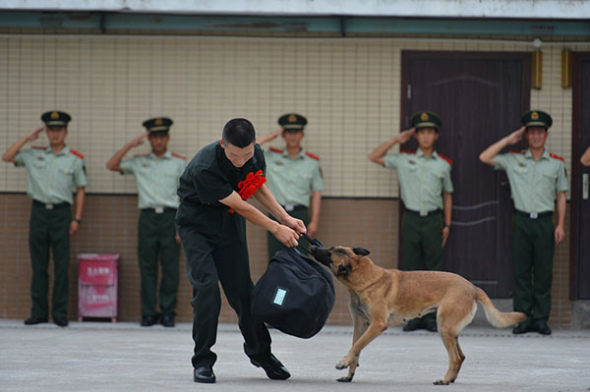 A dog tries to hold onto its trainer who was retiring from the police dog squad at the Armed Police Chongqing Corps in September. (Photo: China Daily/ Zhang Chunhua)
