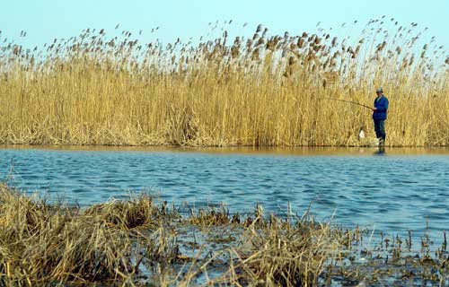 A local resident fishes in Jiangwan Wetland. 