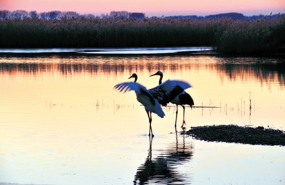 Cranes are commomly seen in South China this season. 