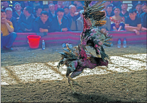 Cockfighting enthusiasts watch a match in Turpan, the Xinjiang Uygur autonomous region. Zhao Ge/Xinhua