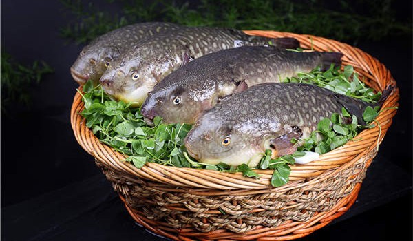 The ban on the sale of puffer fish was lifted earlier this month. (Zhang Zhuojun/China Daily)