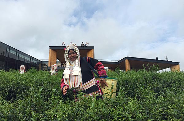 A female worker dressed in traditional costumes picks tea leaves in the Choui Fong Tea Plantation, Mae Chan. (Photo by Xu Lin/China Daily)