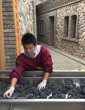 A winery worker sorts grapes by hand at Chateau Yuanshi in the Ningxia Hui autonomous region. (Mike Peters / China Daily)