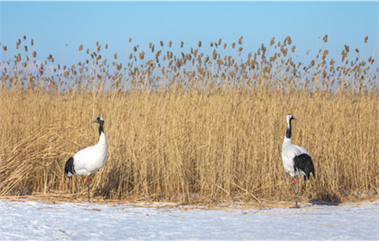 Red-crowned cranes at Zhalong National Nature Reserve in Qiqihar. (Photo provided to China Daily)