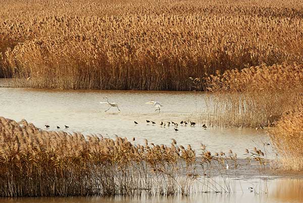 Birds enjoy a winter stopover at the Chongming Dongtan Nature Reserve, Shanghai. (Photo by Li Jun For China Daily)