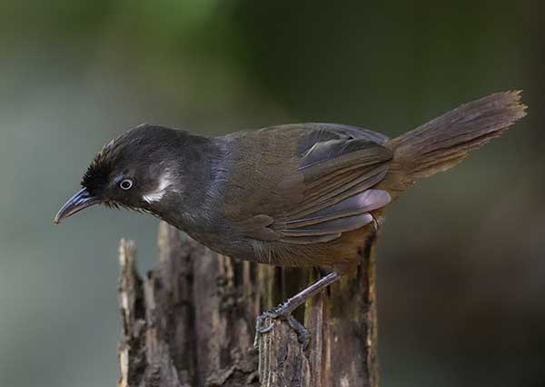A Nonggang babbler, or Stachyris nonggangensis. (Photo provided to China Daily)