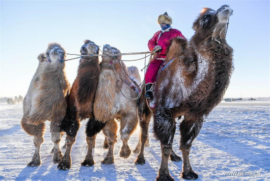 A herdsman leads camels to take part in a camel beauty contest in Sunite Right Banner, north China's Inner Mongolia Autonomous Region, Jan. 9, 2018. A camel fair, a local traditional festival including camel race and camel beauty contest, was held in the Banner on Tuesday. More than 200 camels took part in the fair. (Xinhua/Lian Zhen)