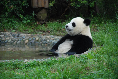 A giant panda rests by the pond. (Photo provided to China Daily)