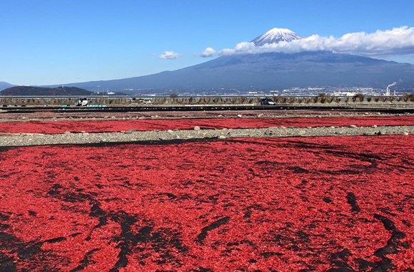 Sakura shrimps are dried in open fields to form a spectacular scene against the backdrop of Mount Fuji. (Photo provided to Ecns.cn)
