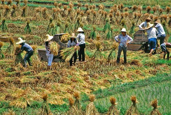 Threshing the rice near Xingping 1993.(Photo by Bruce Connolly/chinadaily.com.cn)