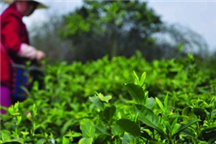 Spring tea production down due to snowfall