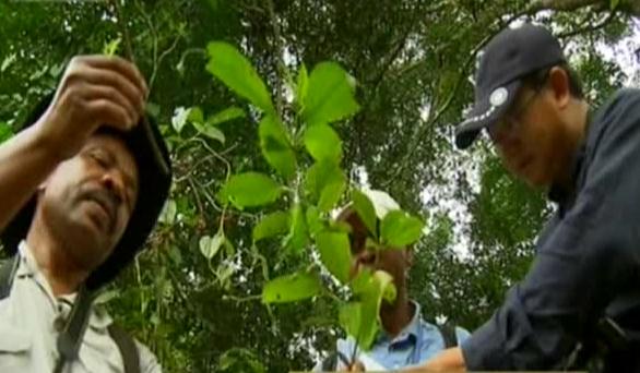 Scientists hope to document over 7,000 plant species in Kenya