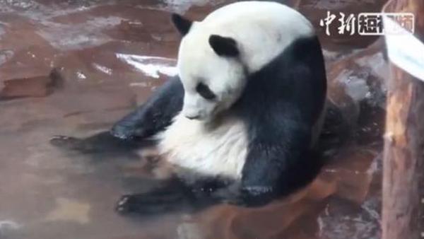 A panda obsessed with cleanliness