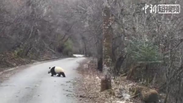 Wild panda snapped crossing road in Sichuan