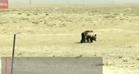 Brown bear caught roaming Qinghai pasture 