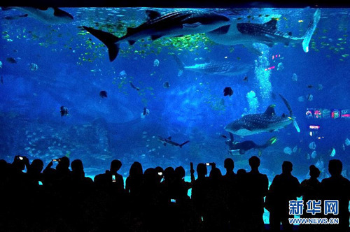 Yantai Haichang Whale Shark Aquarium - ZooChat