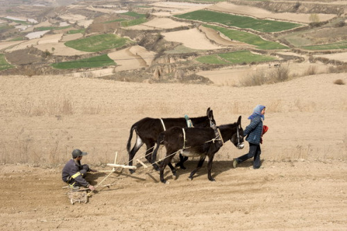 Two farmers plow dried-up cropland in Tongwei county, Northwest China's Gansu province, April 5, 2013. [Photo by Liu Baocheng/Asianewsphoto]