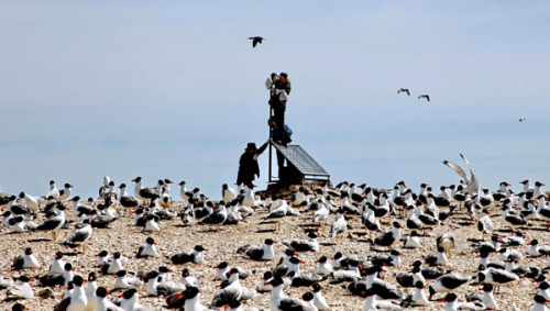Workers install electronic surveillance equipment to monitor migratory birds along Qinghai Lake, the largest salt water lake in China, May 12, 2013. More than 100,000 birds gather at the lake from the south every year and the monitoring system will check for epidemics and environmental protection. [Photo/Xinhua]