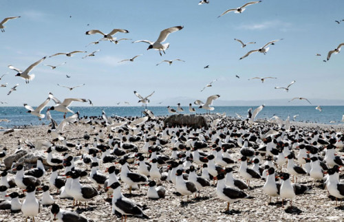 Gulls gather at Qinghai Lake, the largest salt water lake in China, May 10, 2013. [Photo/Xinhua]