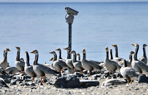 Bar-headed gooses gather alongside electronic surveillance at Qinghai Lake, May 10, 2013. [Photo/Xinhua]