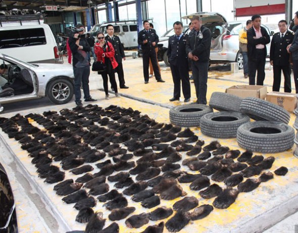 A total of 213 smuggled bear paws confiscated by China's Customs officials are shown in Manzhouli of North China's Inner Mongolia autonomous region on June 17, 2013. The bear paws were smuggled from Russia and discovered in the tires of a Russian passenger van trying to enter China. To date, this is the biggest bear paw smuggling case in China. Two Russian suspects have been detained by police, and are awaiting trial. In Russia, a kilogram of bear paws are worth about 2,000 rubles, about 400 RMB, but the price in China for the same amount is usually over 5,000 yuan per kg due to Chinese people's appetite demands as they believe bear paws have a high nutritional value. [Photo/chinanews.com]