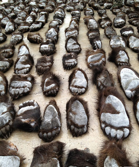A total of 213 smuggled bears paws confiscated by China's Customs officials are displayed in Manzhouli of North China's Inner Mongolia autonomous region on June 17, 2013. [Photo/Xinhua]