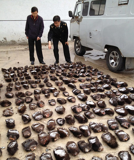 A total of 213 smuggled bears paws confiscated by China's Customs officials are displayed in Manzhouli of North China's Inner Mongolia autonomous region on June 17, 2013. [Photo/Xinhua]