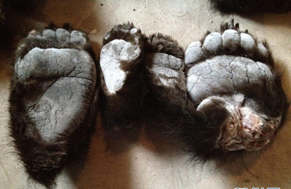 Four of the 213 smuggled bear paws confiscated by China's Customs officials are displayed in Manzhouli of North China's Inner Mongolia autonomous region on June 17, 2013. [Photo/Xinhua]