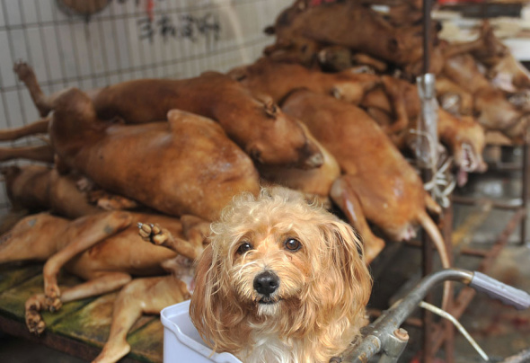 A pet dog sits in the basket on a bicycle in front of dogs killed and to be eaten at a free market in Yulin city, south Chinas Guangxi Zhuang Autonomous Region, 21 June 2012. [Photo: Imagine China]