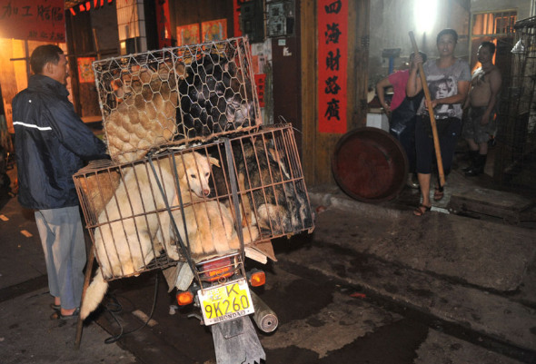A worker pushes his motorcycle to deliver cages of dogs to be killed and eaten to a shop at a free market in Yulin city, south Chinas Guangxi Zhuang Autonomous Region, 20 June 2012. [Photo: Imagine China]