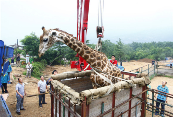 Qingdao Forest Wildlife World workers prepare 8-meter-tall giraffe Changqing, or Evergreen, for his move to a zoo in Jinan, Shandong province, where he will meet his potential mate. [Photo by Zang Lei/Asianewsphoto]