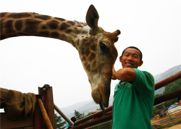 Qingdao Forest Wildlife World workers prepare 8-meter-tall giraffe Changqing, or Evergreen, for his move to a zoo in Jinan, Shandong province, where he will meet his potential mate. [Photo by Zang Lei/Asianewsphoto]