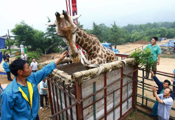 Qingdao Forest Wildlife World workers prepare 8-meter-tall giraffe Changqing, or Evergreen, for his move to a zoo in Jinan, Shandong province, where he will meet his potential mate. [Photo by Zang Lei/Asianewsphoto]