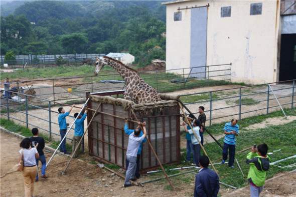 Qingdao Forest Wildlife World workers prepare 8-meter-tall giraffe Changqing, or Evergreen, for his move to a zoo in Jinan, Shandong province, where he will meet his potential mate. [Photo by Zang Lei/Asianewsphoto]