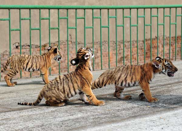 Three tiger cubs are out and about in their outdoor enclosure at Wangcheng Park in Luoyang, Henan province, on July 1, 2013. [Photo by Gao Shanyue/Asianewsphoto]
