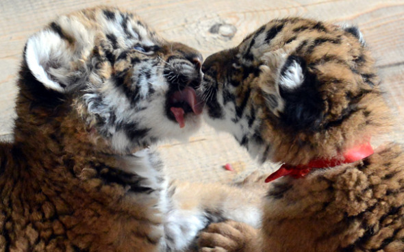 Two tiger cubs play together at Wangcheng Park in Luoyang, Henan province, on April 24, 2013. [Photo/Xinhua]